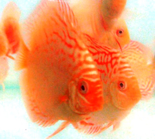Albino Golden Red Dragon Discus Fish - 2-3 inch Albino Golden Red Dragon Discus Fish - 2-3 inch
